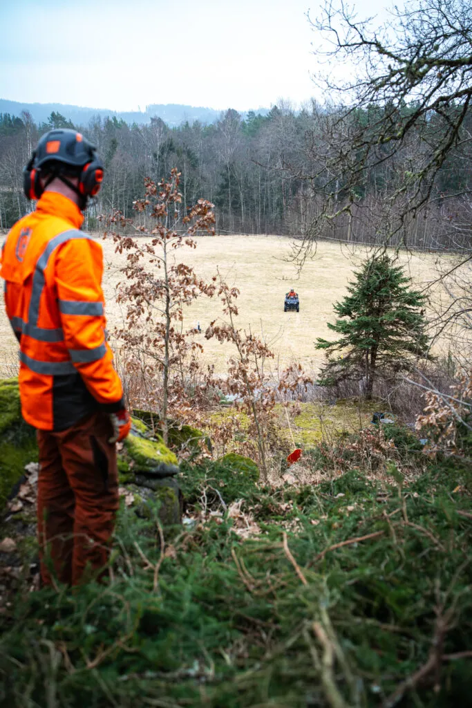 Arboristklättring