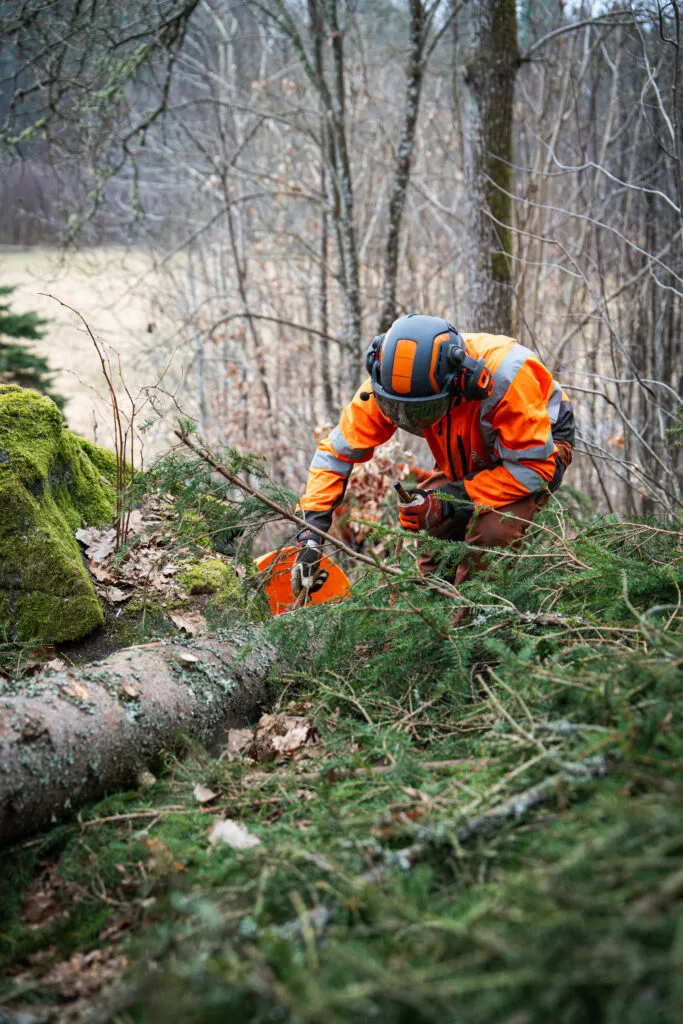 Arborist i arbete