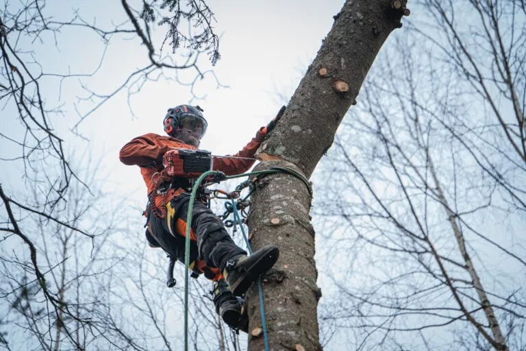 Arboristarbete