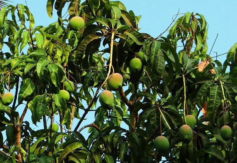 Mangoträd plantering i Indien